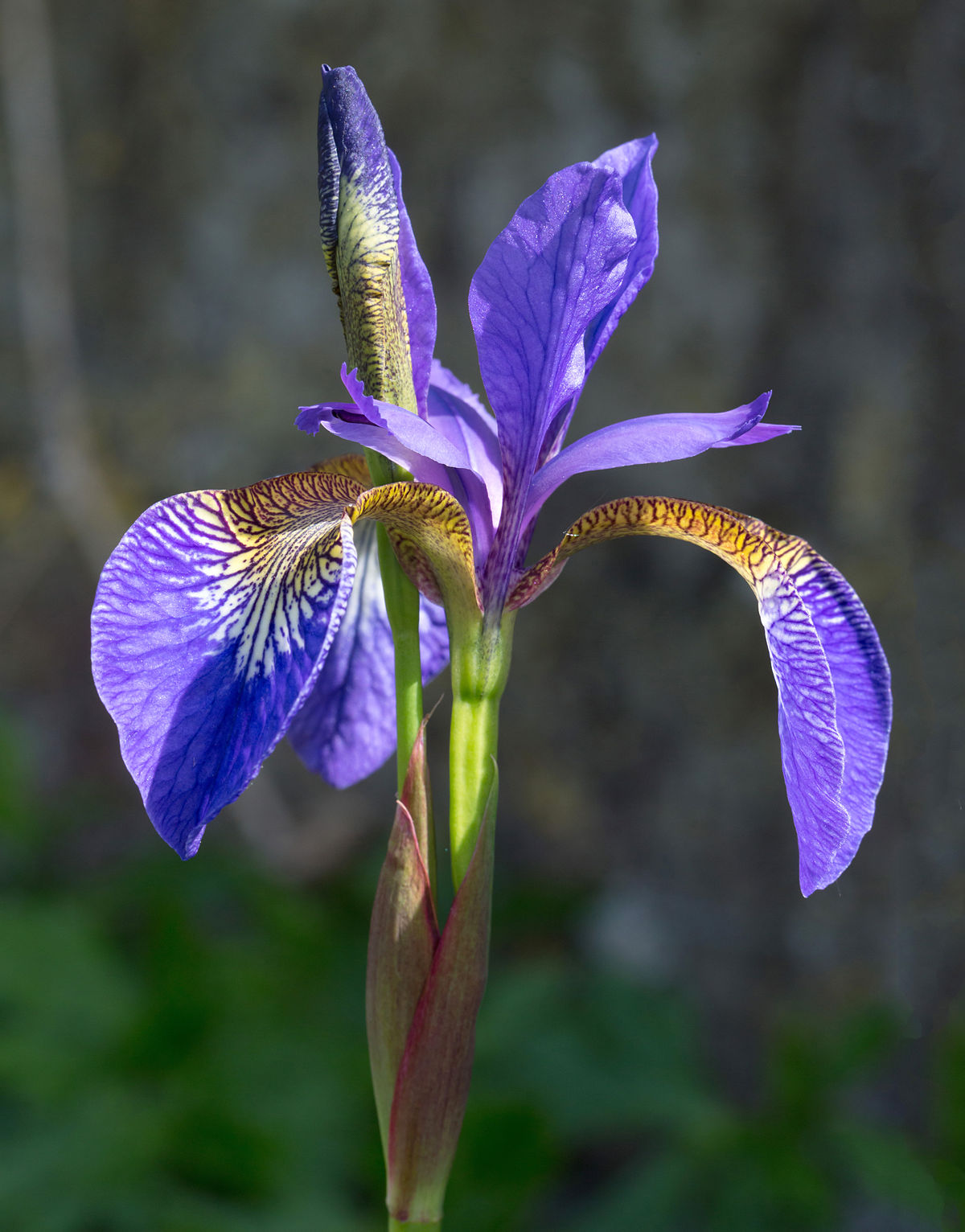 Iris_germanica_(Purple_bearded_Iris),_Wakehurst_Place,_UK_-_Diliff